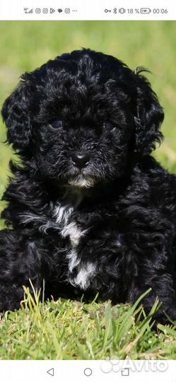 Девочка кавапу