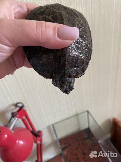 Красноухая черепаха