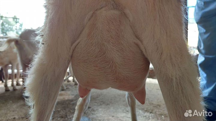 Козы дойные