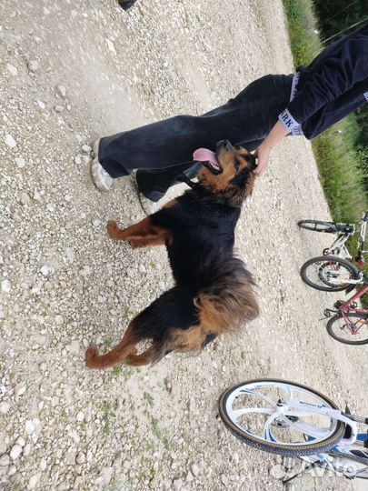 Собака в добрые руки отдам бесплатно