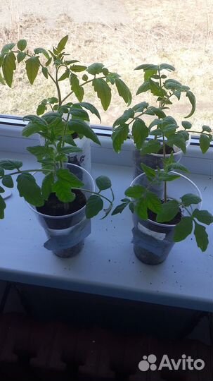 Продаю рассаду