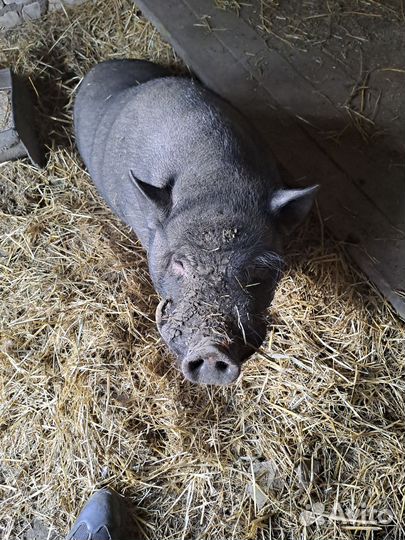 Вьетнамский вислобрюхий хряк и свинки