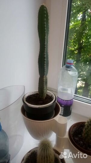 Три любых кактуса с подставкой для них