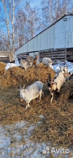В Продаже Козочки,Козлята