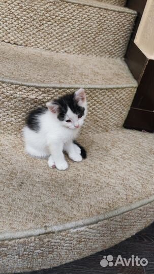 Котенок мальчик в добрые руки