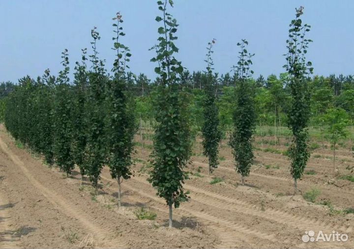 Тополь пирамидальный