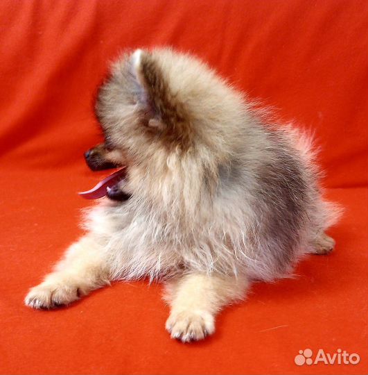 Щенки померанского шпица
