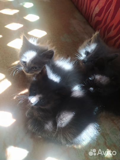 4 котëнка в добрые руки