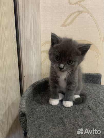 Британская