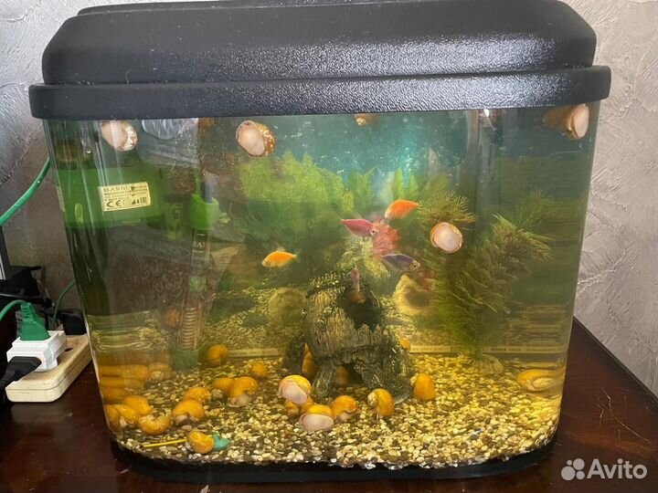 Аквариум с рыбками