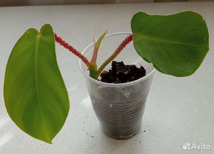 Филодендроны сортовые