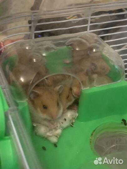 Хомячки сирийские