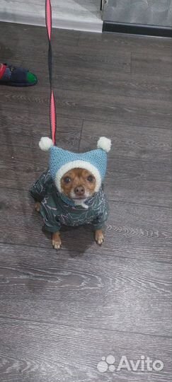 Шапка и худи для собаки, кота