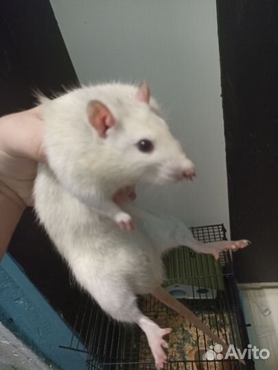 Крыса с клеткой