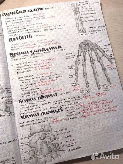 Репетитор по биологии ОГЭ