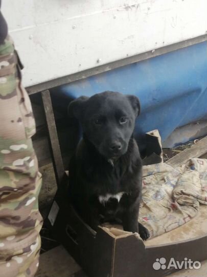 Собака в добрые руки отдам бесплатно