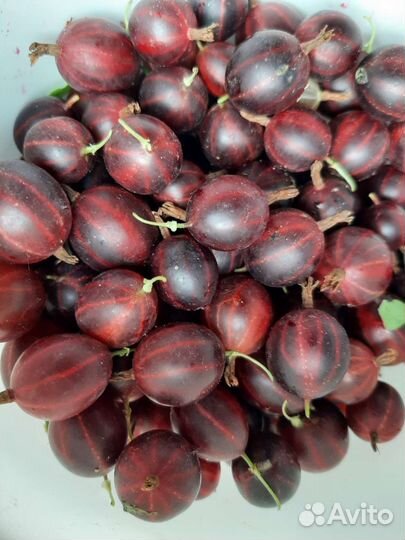 Ягода Крыжовника, черной смородины