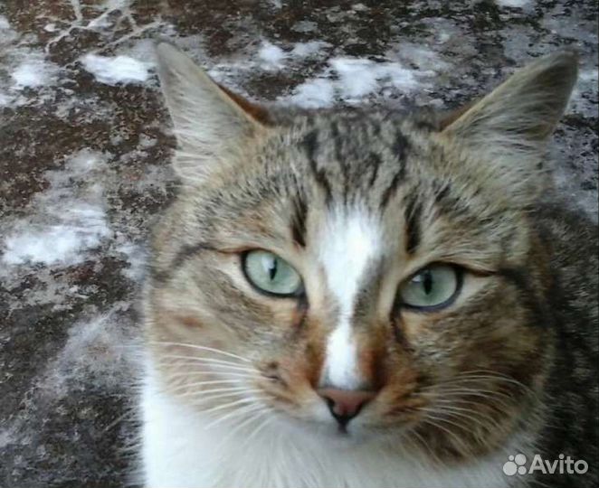 Котика выкинули на улицу