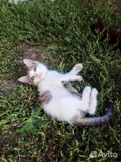 Котята в добрые руки даром