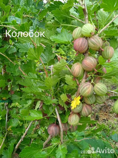 Саженцы крыжовника, смородины