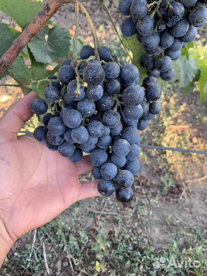 Винный виноград