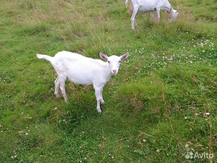Козы козлята козел нубийский
