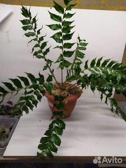 Крупные растения для дома и офиса