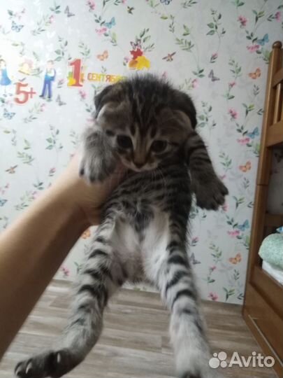 Котята мама вислоухая Шотландка