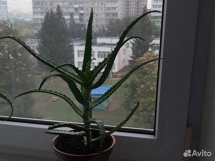 Алоэ лечебный