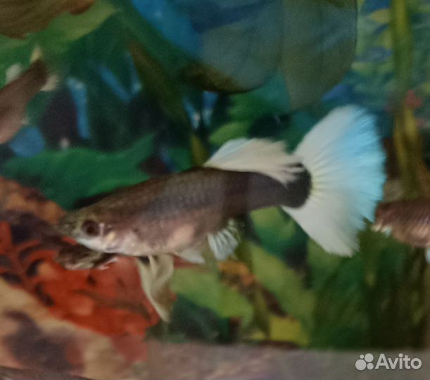 Аквариумные рыбки, растения