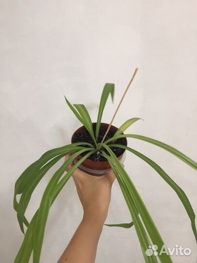 Хлорофитум