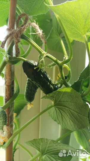 Саженцы балконные