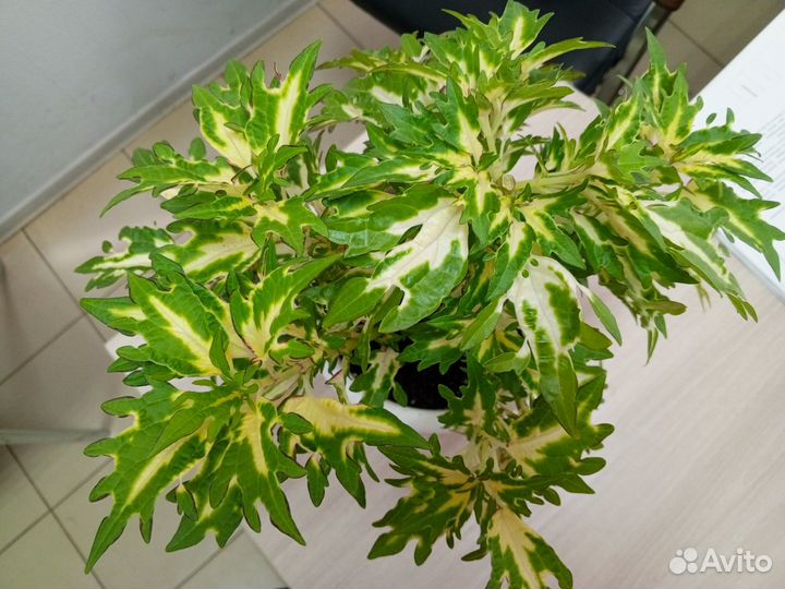 Комнатные цветы