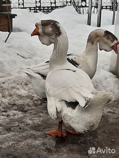 Холмогорские гуси