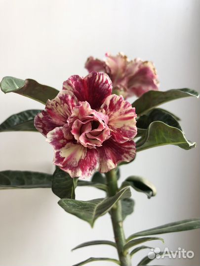 Адениум черенки (срез)