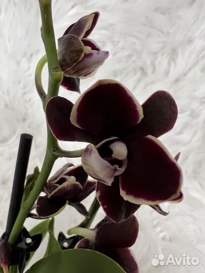 Фаленопсис Банана Шоколад 25 см черная орхидея