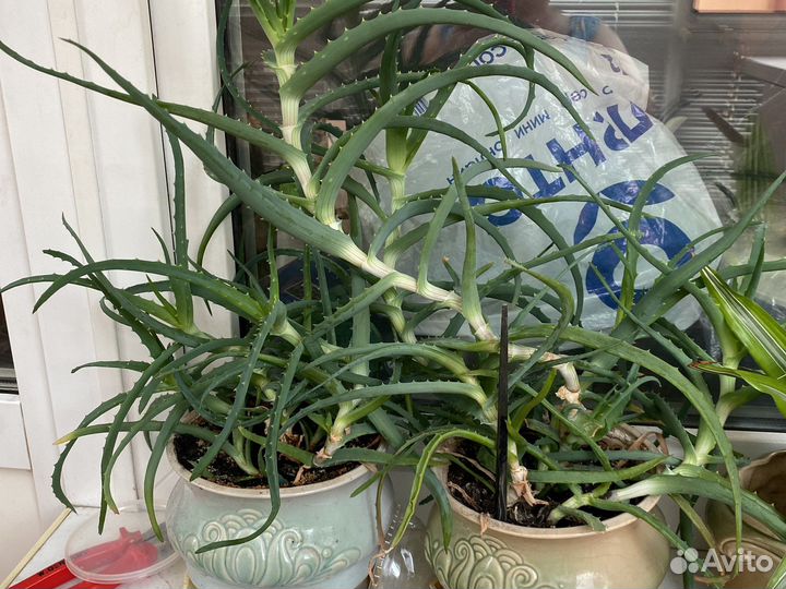 Комнатные цветы