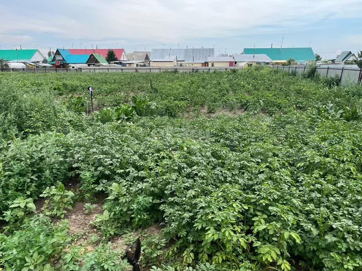 Участок 11,91 га (личное подсобное хозяйство (лпх))