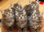 Котята сибирские бесплатно в добрые руки