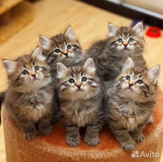 Котята сибирские бесплатно в добрые руки