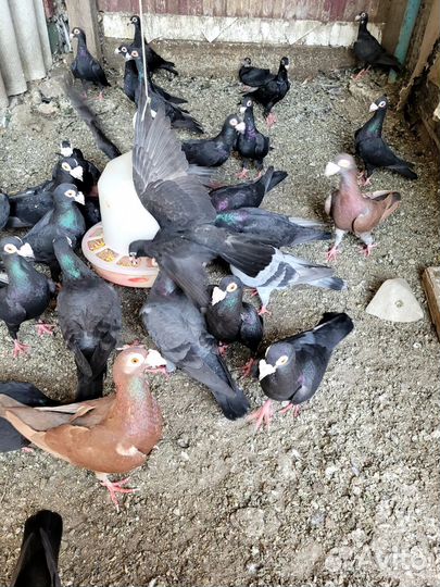 Голуби драконы, узбеки двухчубые