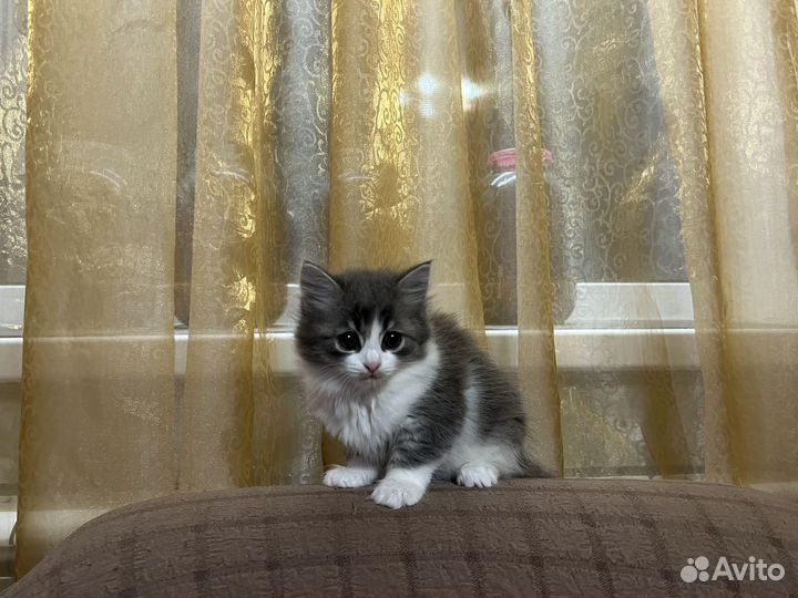 Котята отдам в добрые руки бесплатно