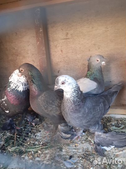 Голуби