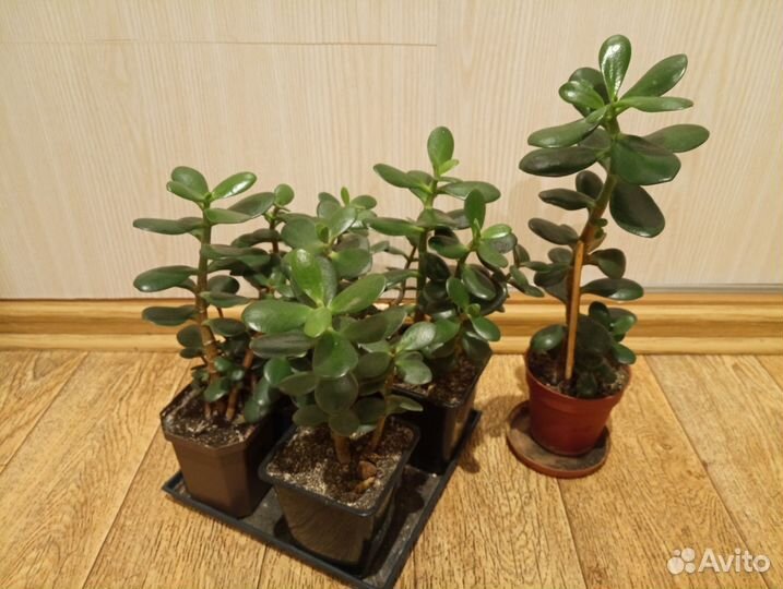 Цветок денежное дерево