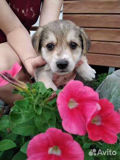 Собаки бесплатно в добрые руки щенки