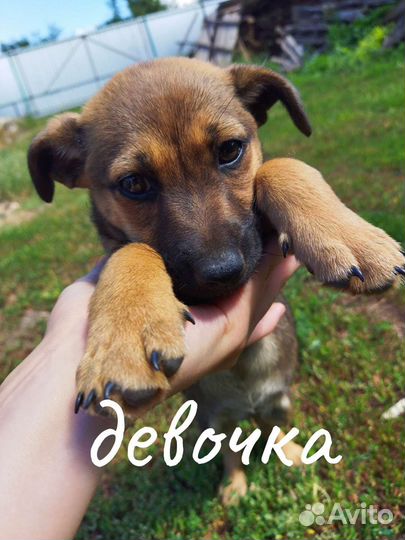 Очаровательная девочка