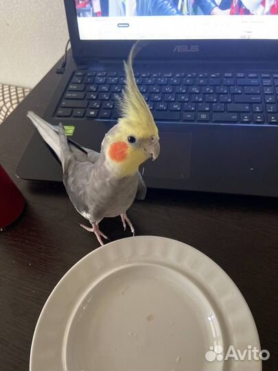 Пара корелл