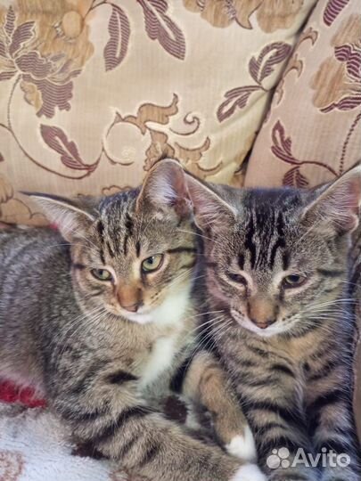 Кошка в дар