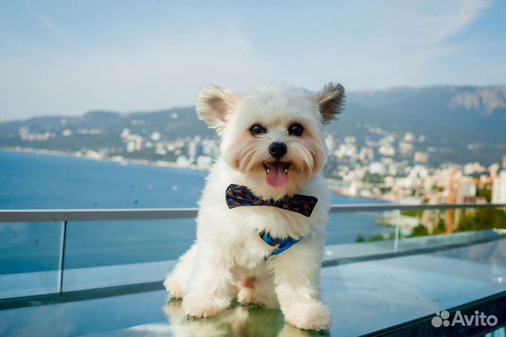 Маленькая собачка для фотосессии