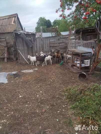 Козёл и коза на мияса